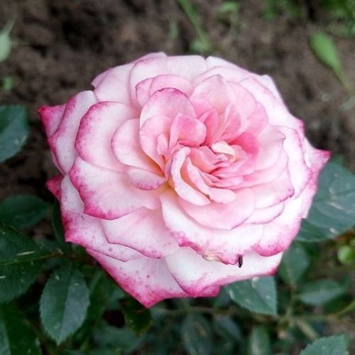 E-commerce, vendita, rose, in, vaso Rosa Portofino™ - rosa dal profumo discreto - Rose Tappezzanti - Rosa ad alberello - rosa - Michel Adam0 - 0